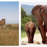What is "Big Five Safari" in South Africa?