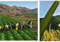 Bolivia Agriculture